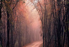 DeepSeek-V3.1发布版本更新